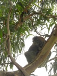 Schlafender Koala im Baum
