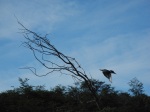 kingfisher im Anflug...