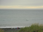 Delphintreiben direkt am Strand
