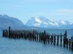 Kormorane in Puerto Natales