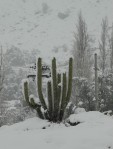 Ungewöhnliches Bild: Eingeschneiter Kaktus