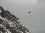 Ein Kondor beim Aconcagua. Er flog nur wenige Meter über unsere Köpfe hinweg
