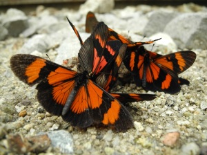 "Zersetzer"-Schmetterlinge