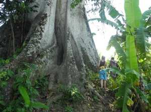 Ein Riesenbaum in der Nähe der Schule