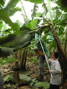 Ernte der Bananenstaude