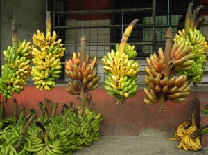 Bananenstauden am Straßenrand