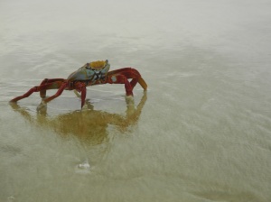 Eine unvorsichtige Krabbe