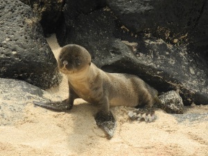 Ein neugeborenes Seelöwenjunges